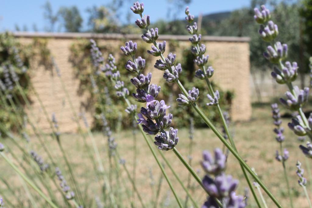 Il Piratello - Agriturismo Baldeschi Tuoro sul Trasimeno Eksteriør billede